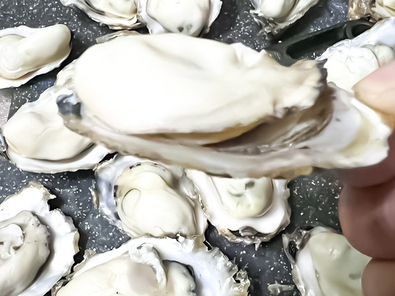 点海成金水产养殖新闻图片