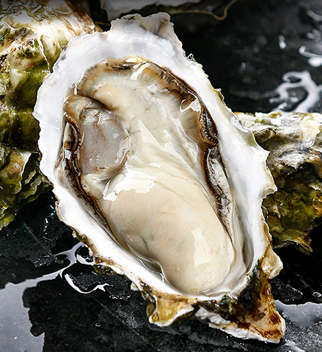 点海成金水产养殖简介图片