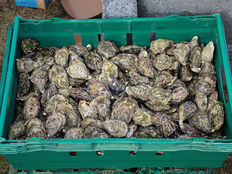 点海成金水产养殖新闻图片